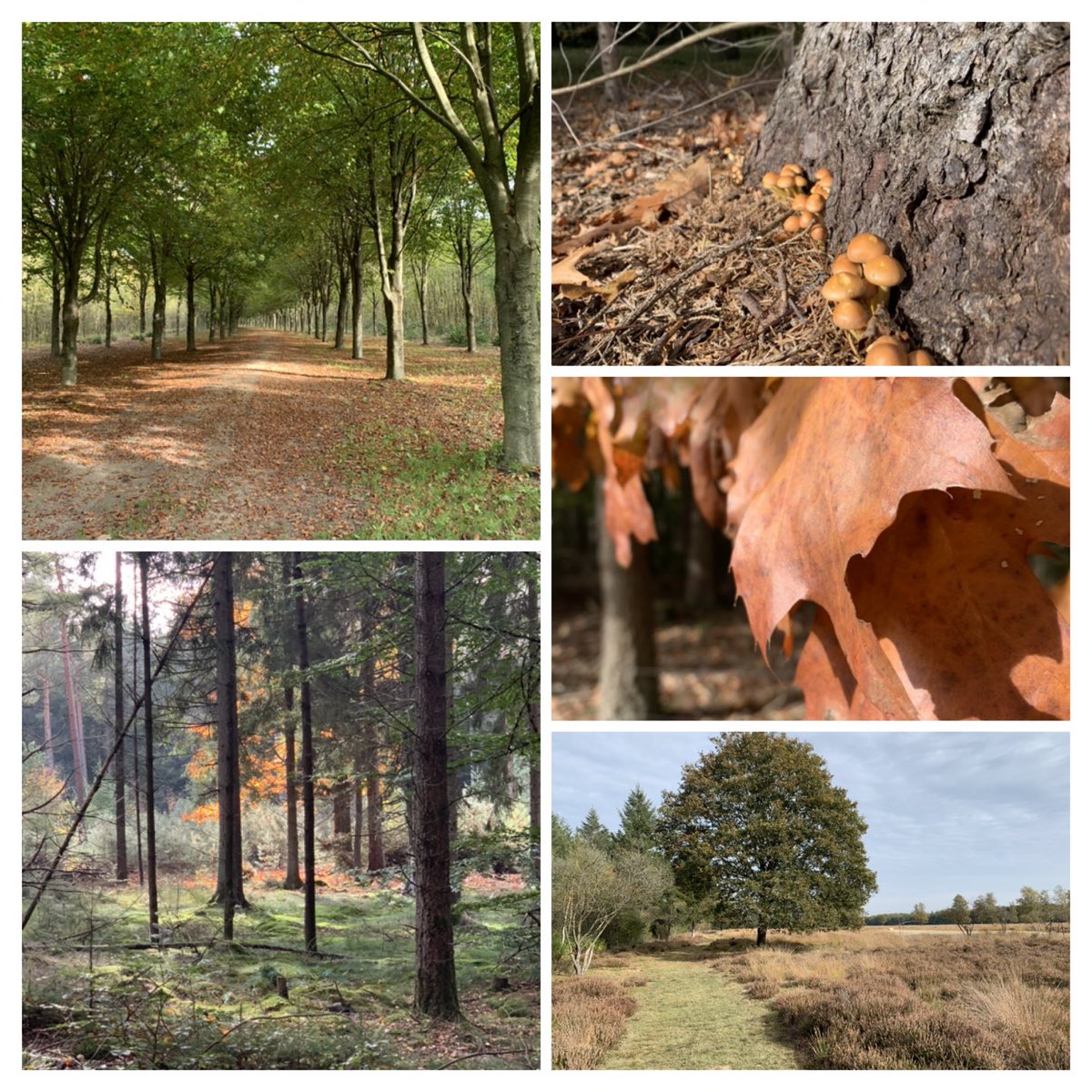 Trage tocht #15 km Boswachterij Gieten - Natuurpracht