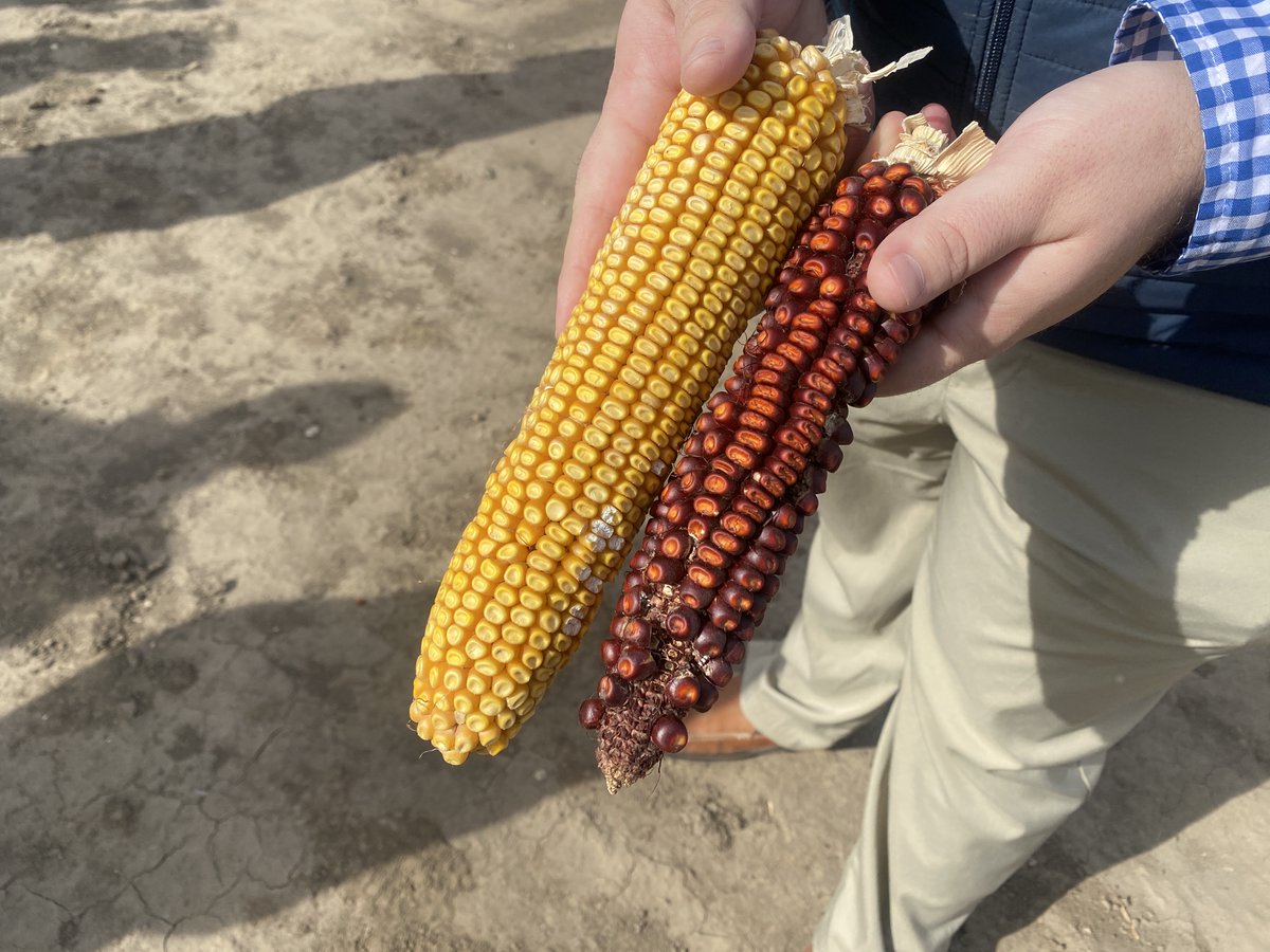 Important agricultural innovation on display at #FoodPrize22, where @USAID partner @Corteva discussed how they use genetic testing to determine seed resistance to heat and flooding, and a range of work on developing drought-tolerant corn seeds.
