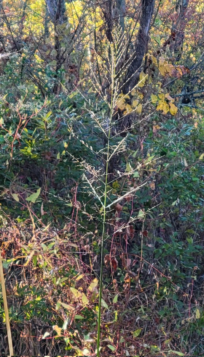 Annual wild rice - a keystone of the Anacostia River. Come see this and more during the 6th annual Anacostia Bioblitz, going on now! <a href="/anacostiaws/">Anacostia Watershed Society</a> <a href="/KenAqGardens/">Friends of Kenilworth Aquatic Gardens</a> <a href="/KingmanFriends/">Friends of Kingman & Heritage Islands</a> <a href="/KingmanPark/">Kingman Park Kaleidoscope</a>