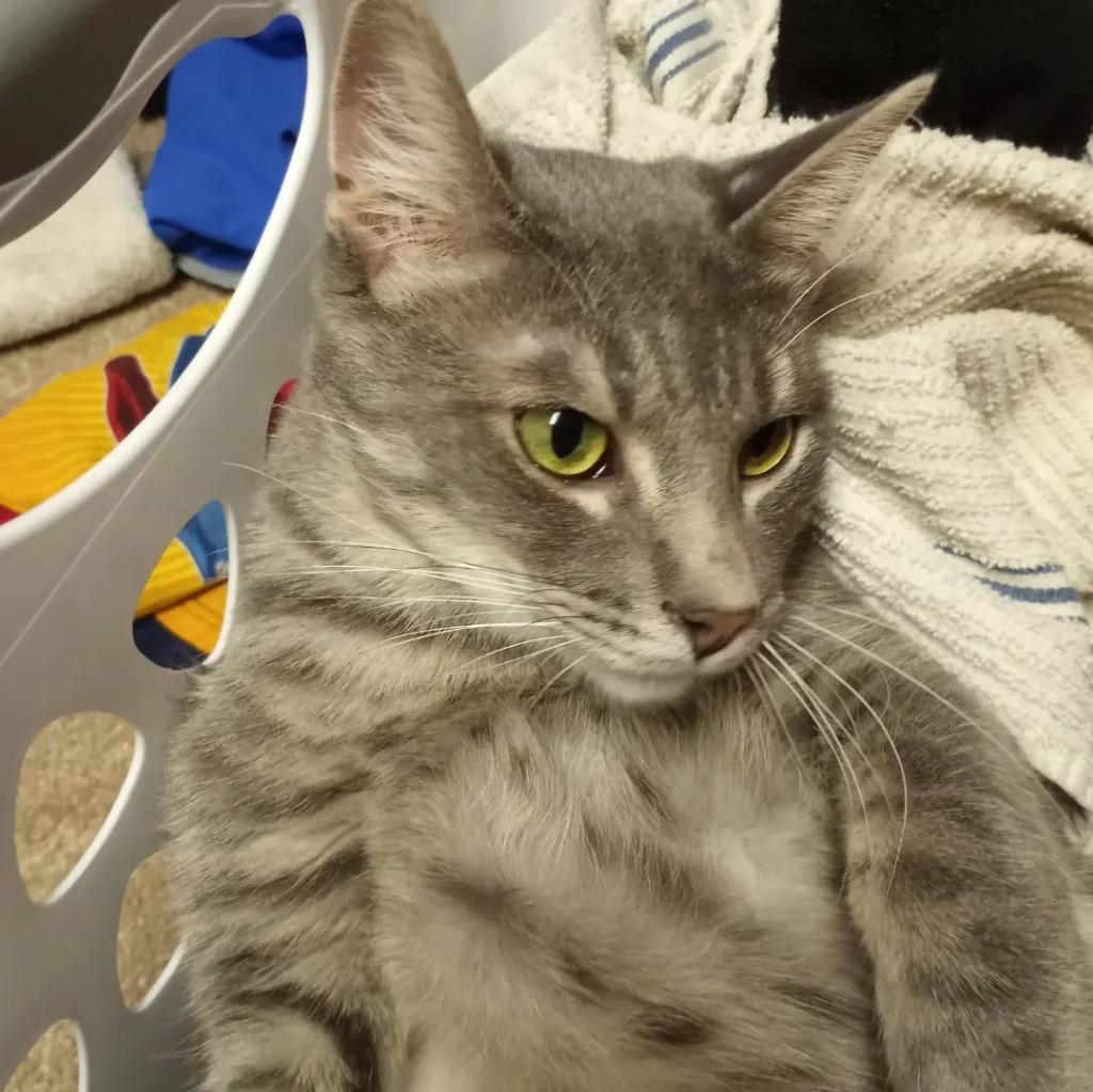 meow (saye it back) #CatsOfTwitter