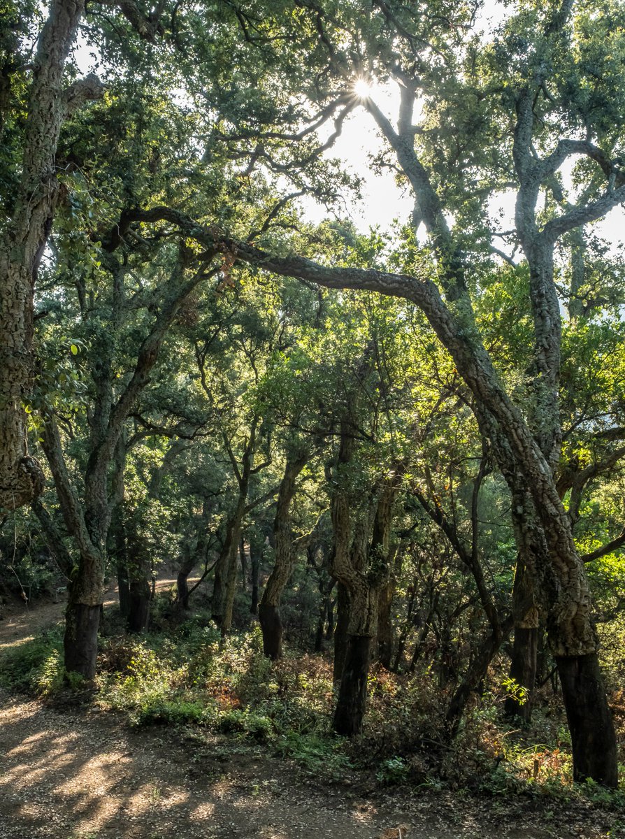 ICSuro's tweet photo. Avui és el #DiaInternacionaldelPaisatge
Reivindiquem el paisatge més bonic que hi ha, el del bosc de #sureda. https://t.co/Cl2EtHKqkz