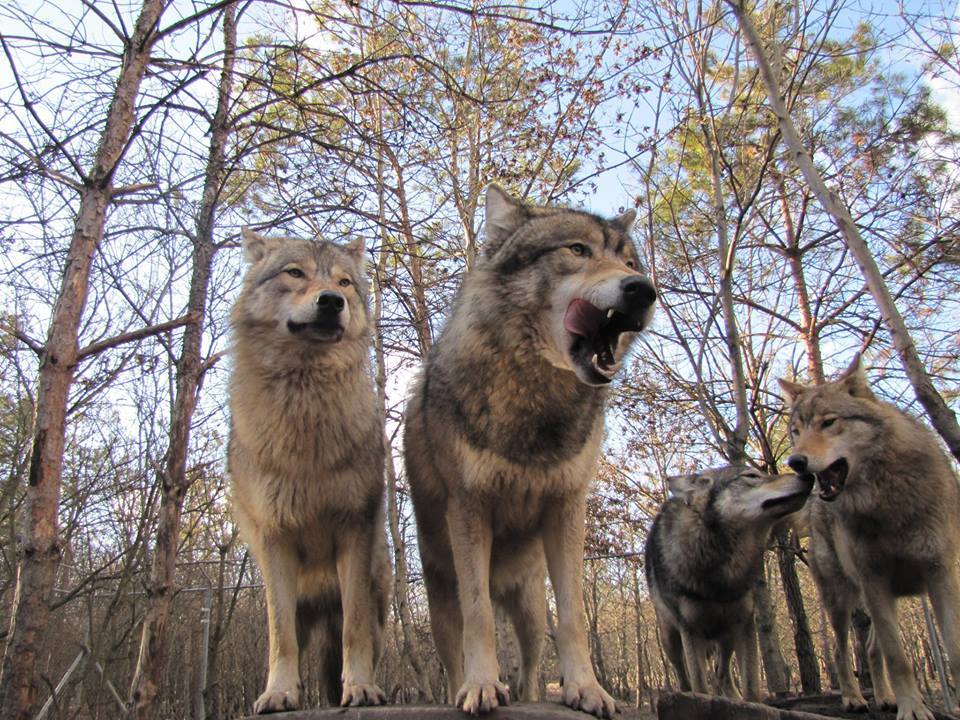 HourlyWolves presents: