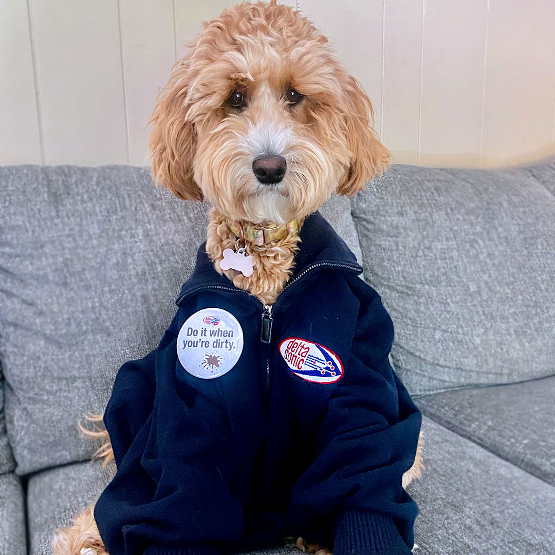 DeltaSonicWash's tweet photo. Meet the newest and cutest members of the Delta Sonic team!🐾 (Part 2)
#deltasonic #carwash #teammembers #dogsofdelta https://t.co/oRcCRfr6yJ