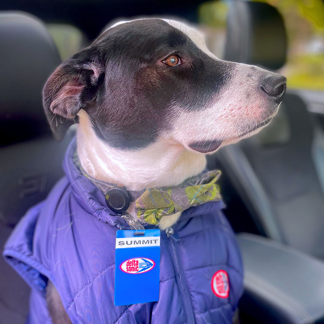 DeltaSonicWash's tweet photo. Meet the newest and cutest members of the Delta Sonic team!🐾 (Part 1)
#deltasonic #carwash #teammembers #dogsofdelta https://t.co/sJyuzx6n4r