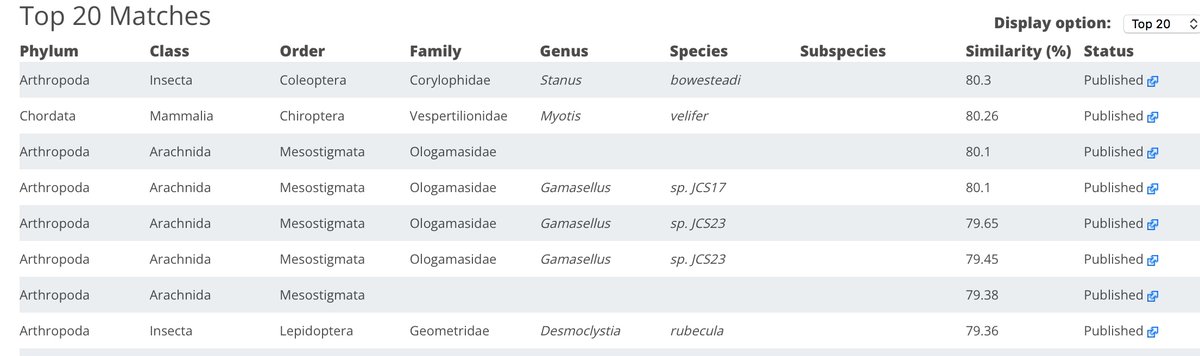The challenges of DNA identification! Trying to identify some litter mite sequences - at around 80% match, ologamasid mites are among the top few, but so are a beetle, lep, and even a bat! Barcode databases still contain too few verified arthropods to work well across the board.