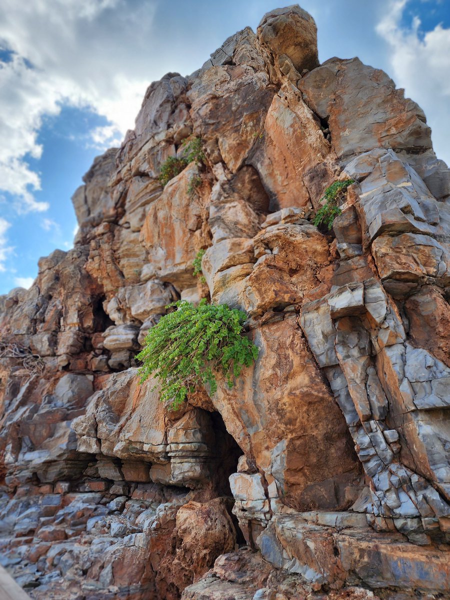 DerwinLGray's tweet photo. Even in dry, rocky, barren places you can grow out of a mountain. But you must want to grow! Reach for the Light and you will discover that it was the Light calling you out of darkness. https://t.co/IcSJVMOrfj
