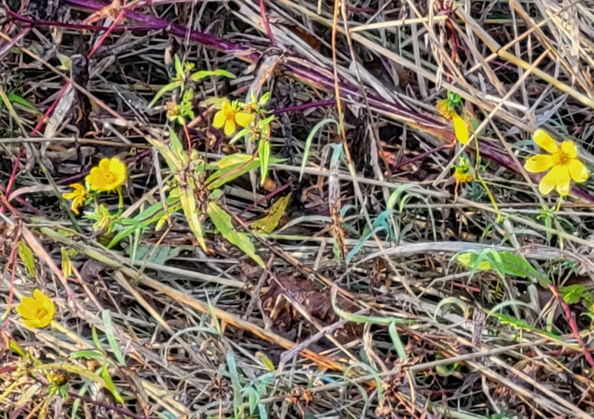 Still a few flowers to see <a href="/KenAqGardens/">Friends of Kenilworth Aquatic Gardens</a> #AnacostiaRiver <a href="/anacostiaws/">Anacostia Watershed Society</a>