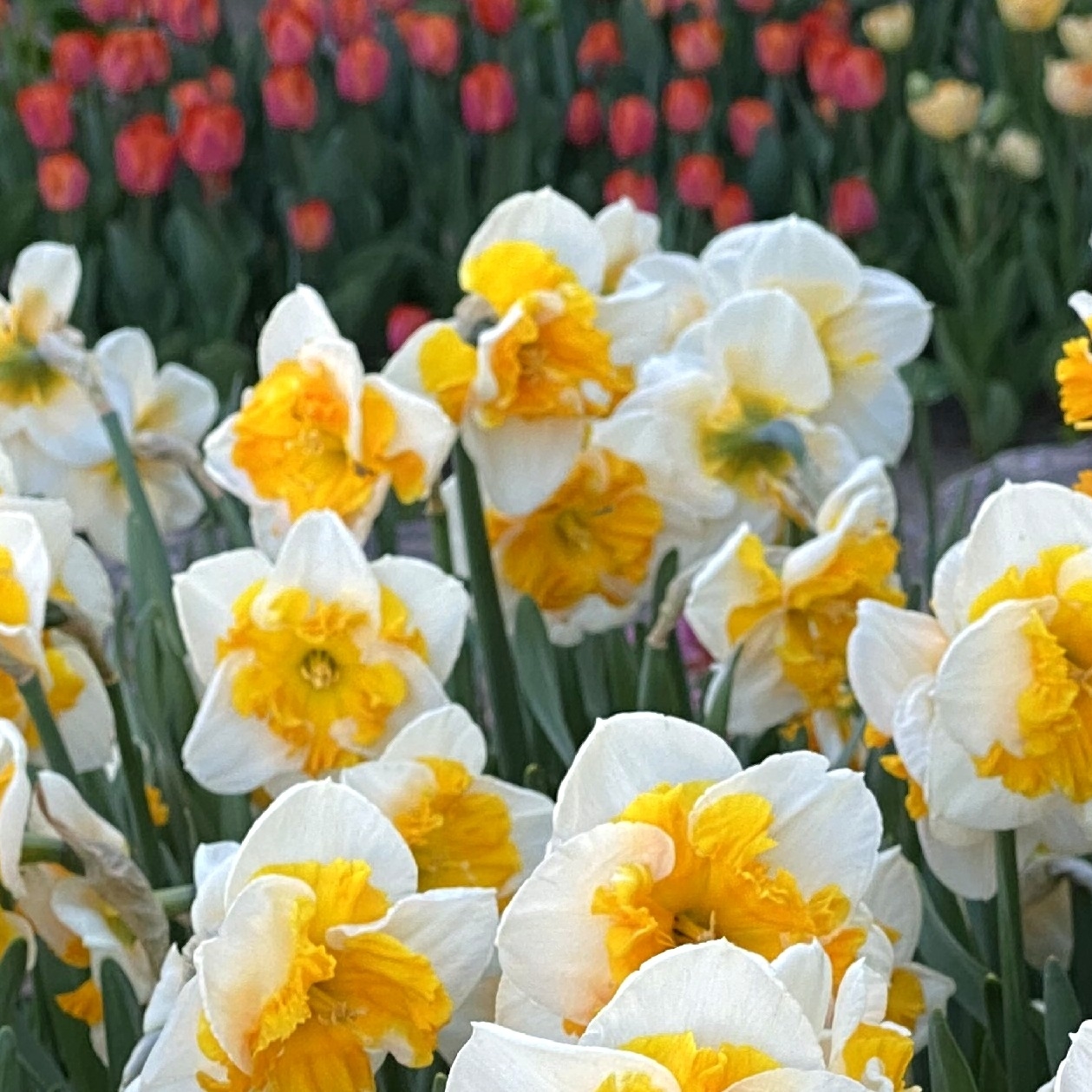 John Scheepers Bulbs (BeautyFromBulbs) / Twitter