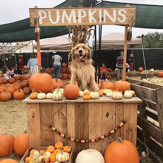 OfficialPLT's tweet photo. I want to visit this stall 🎃 🐶 https://t.co/N4JJitcGwD