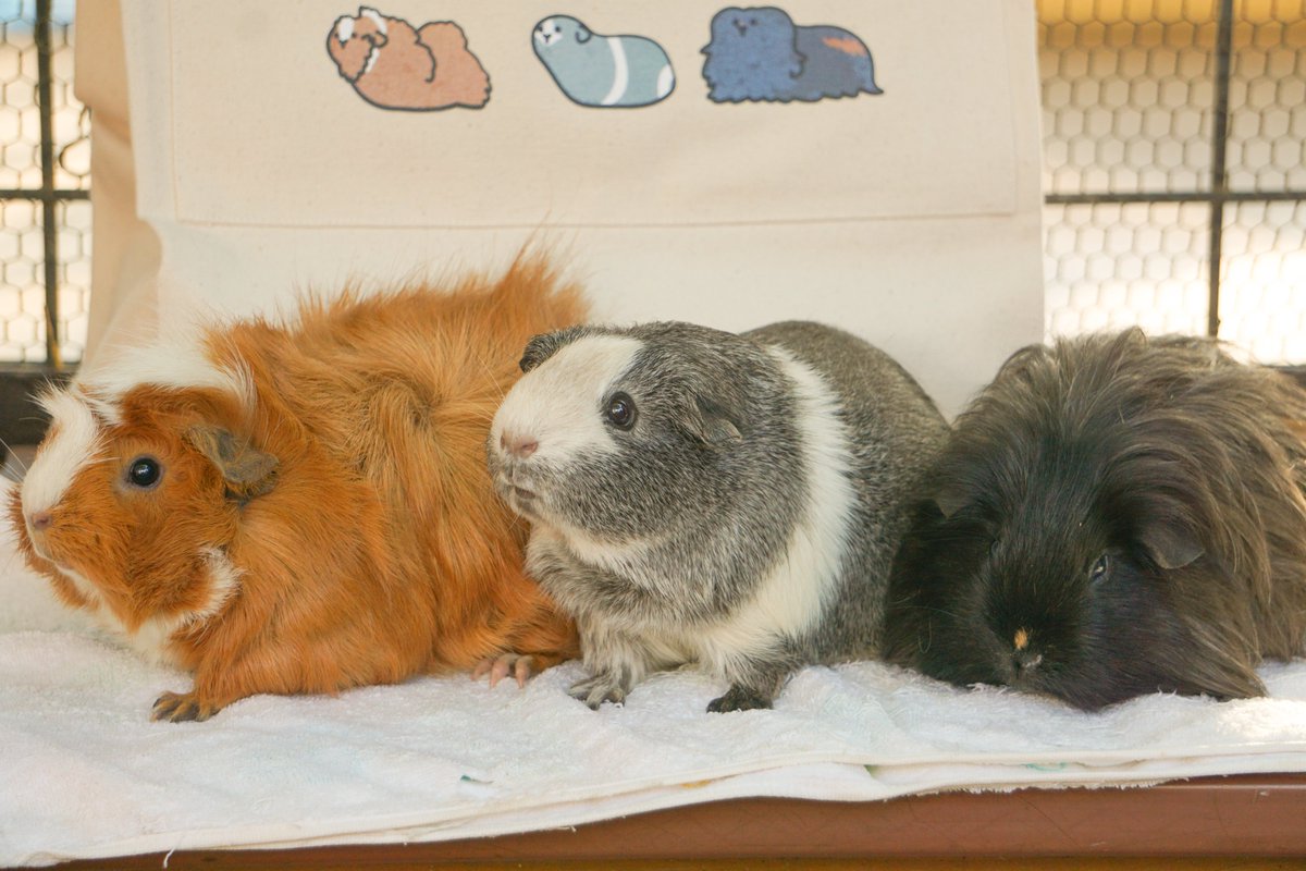 もっともっとモルモット／ オンライン限定の #モルモットート は好きな