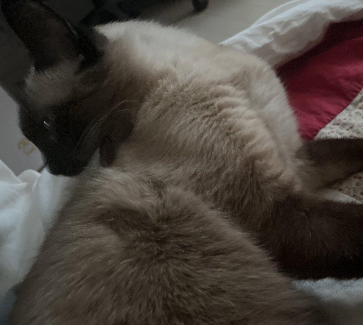 lovelyfur's tweet photo. 털냠냠 https://t.co/8UXs3lzHjb
