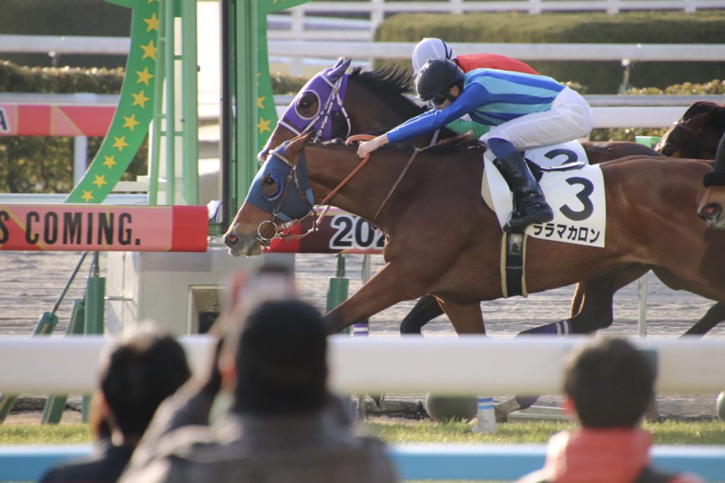 イケメンしか乗せないウーマンことララマカロンちゃん、今日はマーカンドさんとのコンビです😂がんばれー！  