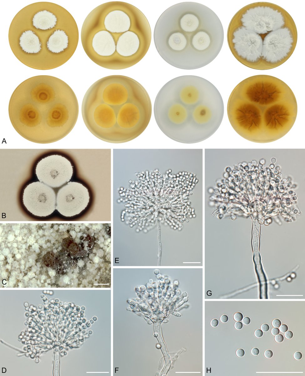 Re-evaluation of species boundaries in #Aspergillus section #Candidi using classical phylogenetic methods, multispecies coalescent models and morphology/physiology shows that the section can be expanded with two new species (nine in total).