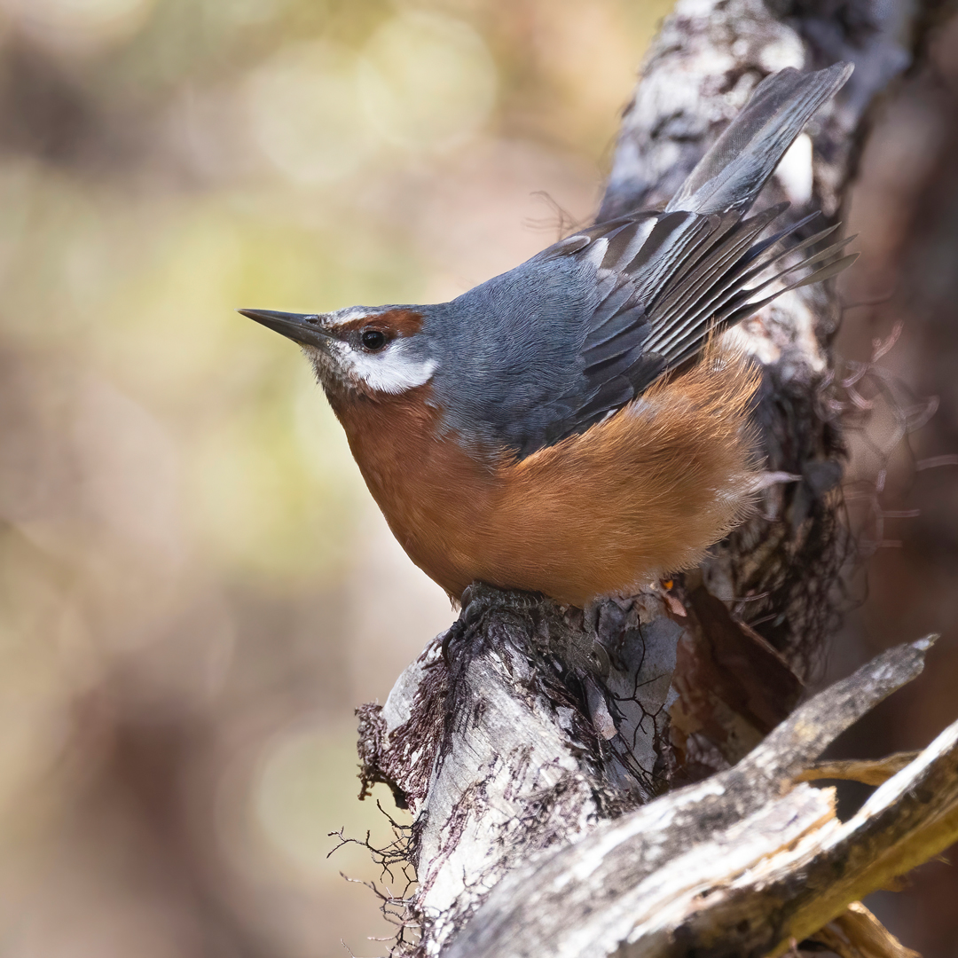 Target species #3 Giant Conebill – Polylepis forest spacialist. We found them persistently in the forest patches but in super low densities. In the project, we hope to get new insight into such species’ population structure and dispersal dynamics. <a href="/Macroecology/">CMEC</a> <a href="/VILLUMscience/">Science at VILLUM</a>