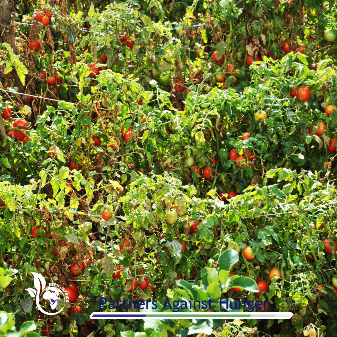 fspnAfrica's tweet photo. Agriculture + skills is great multiplier of income generation = good nutrition and productive lives.
#PartnersAgainstHunger #Farm2ForkSolution https://t.co/9sIPuQ4CQt