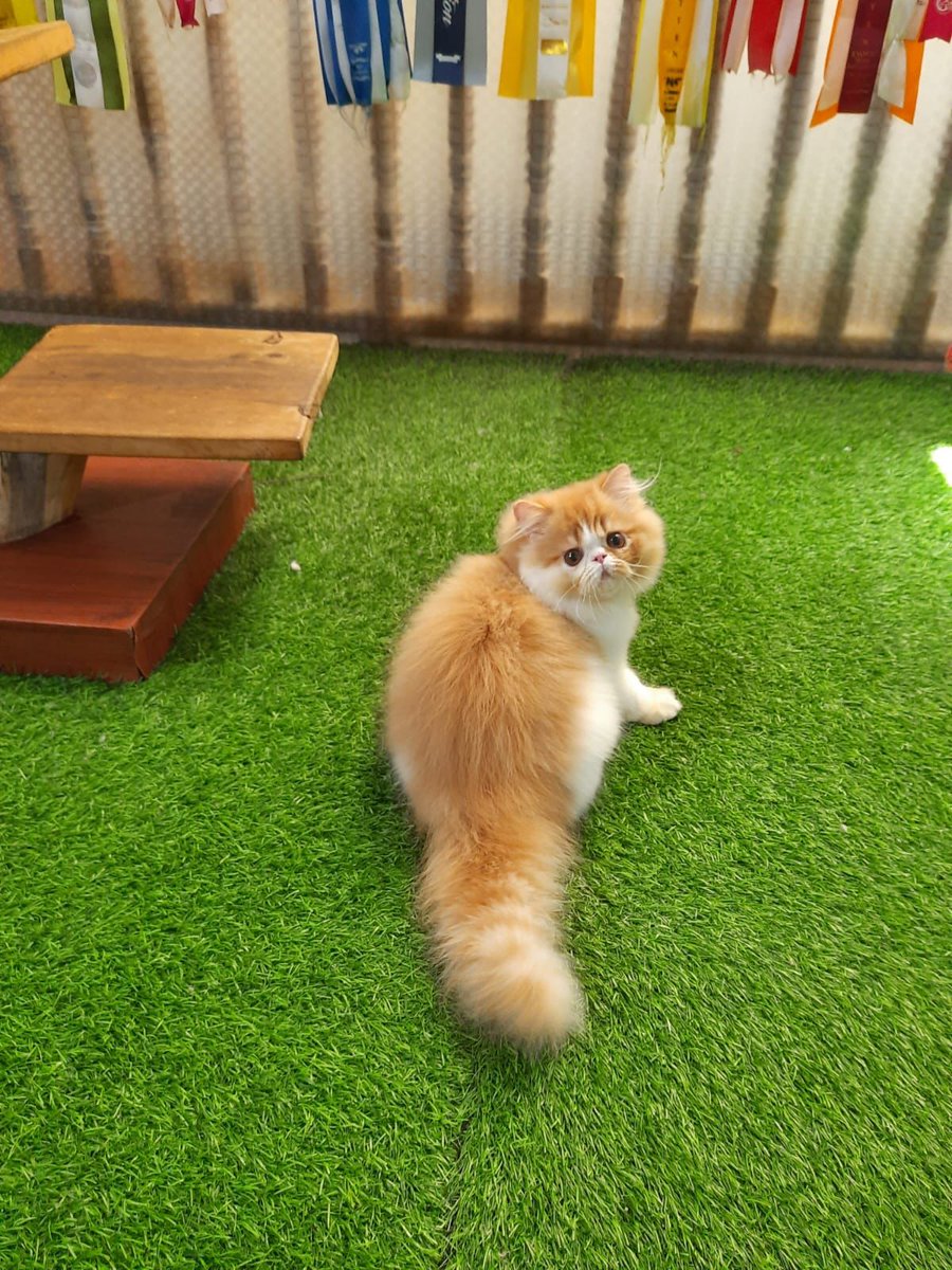 jscathouse's tweet photo. Persia peaknose 
Jantan 7 bulan 

#PERSIA #kucing #jualkucing #CatsOfTwitter #CatsOnTwitter https://t.co/MguY5QXMGH