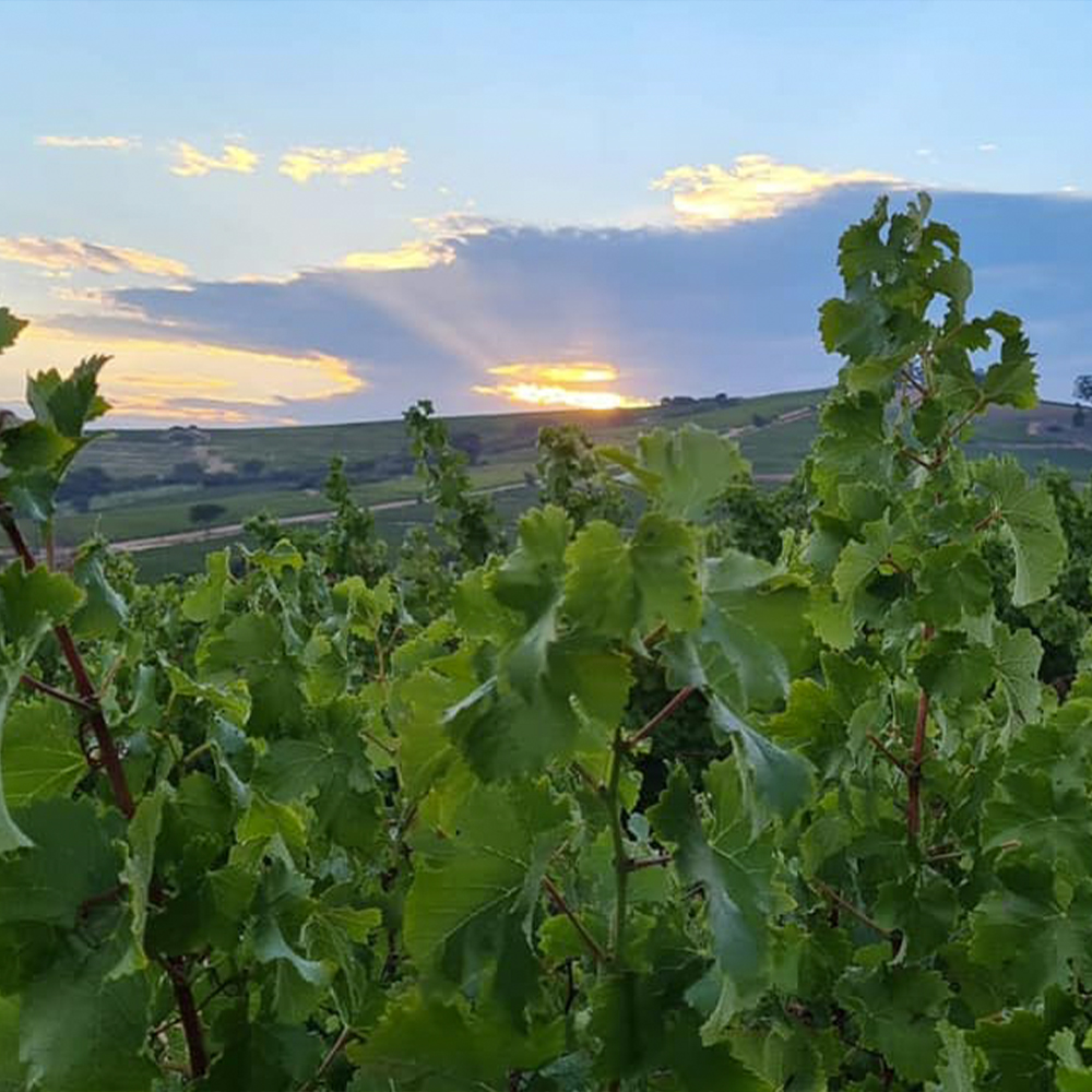 CollectibleVntg's tweet photo. Internationally acclaimed winemaker @IanNaude loves Border Collies, making wine, &amp; South Africa — the order of which is hazy 😊 It was our pleasure and privilege to have Ian collaborate on Oniv, our first release. #chenin #cheninblanc #oldvinewines #wine #drinkchenin
#NaudeWines https://t.co/S8KSoyGJuG
