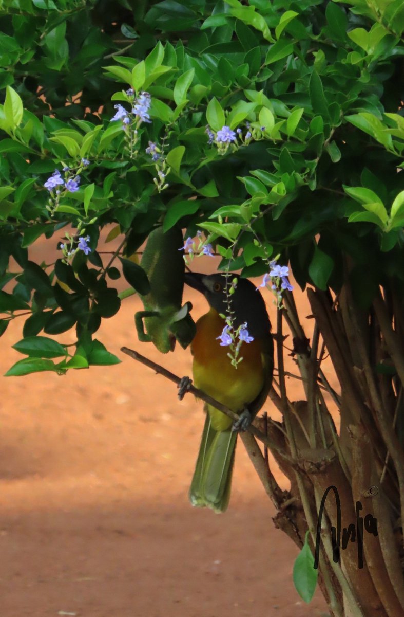 AnjaBSch's tweet photo. Drama in the garden this morning.
#Greyheaded #Bushshrike caught a #Chameleon
#nature #photography #birdwatching #BirdsSeenIn2022 #wildlife #reptile #garden #outdoors #Francistown #Botswana #Africa #MagicalBotswana https://t.co/41miG4kzmF
