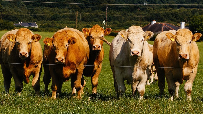 Minister @pippa_hackett has announced that the #Organic Farming Scheme is now open for applications. The #Organic Farming Scheme is an agri-environment measure under our Rural Development Programme. 📍 gov.ie/en/press-relea…