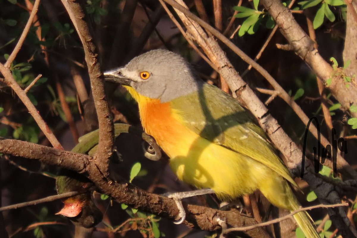 AnjaBSch's tweet photo. Drama in the garden this morning.
#Greyheaded #Bushshrike caught a #Chameleon
#nature #photography #birdwatching #BirdsSeenIn2022 #wildlife #reptile #garden #outdoors #Francistown #Botswana #Africa #MagicalBotswana https://t.co/41miG4kzmF