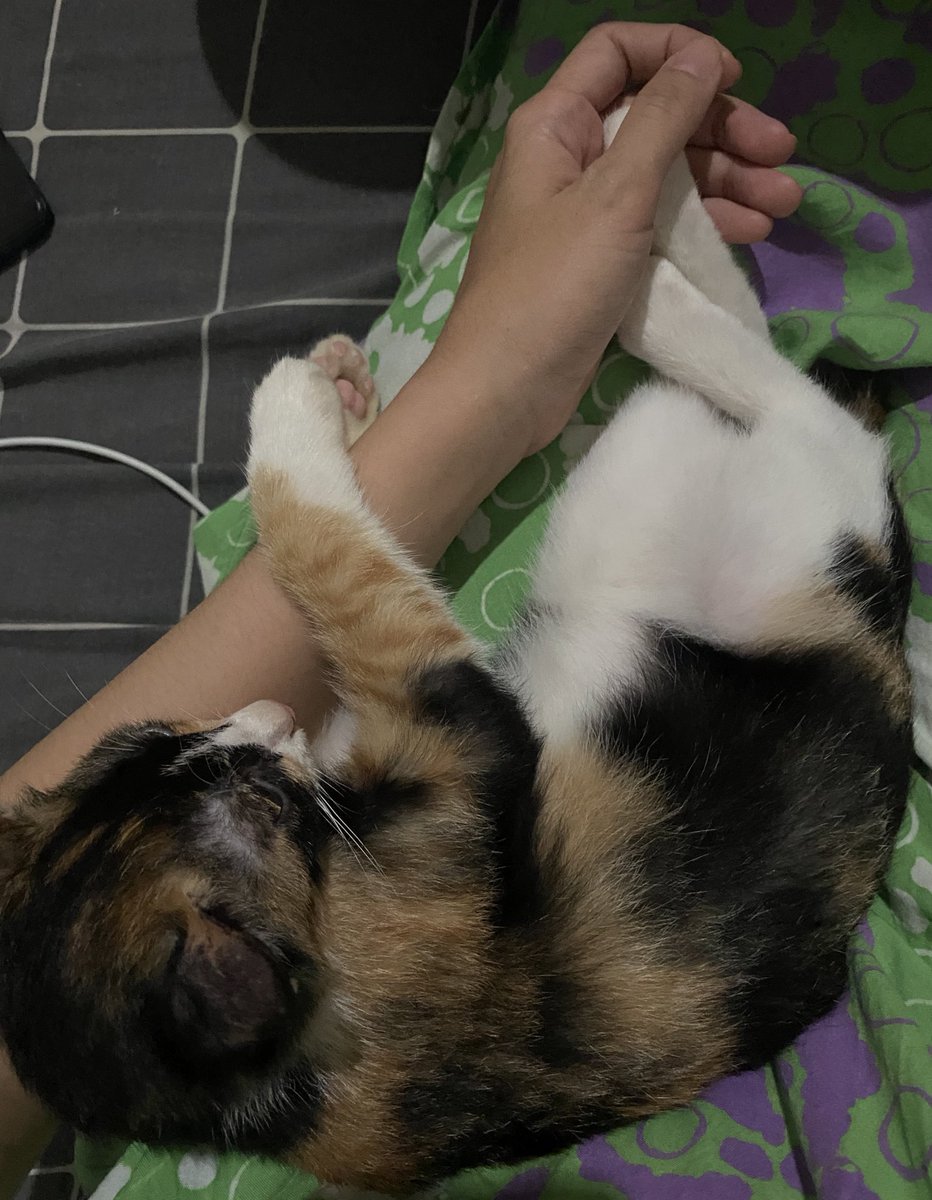 ( Sammy sedang asik sendiri main gim dengan seekor kucing dalam dekapannya. )