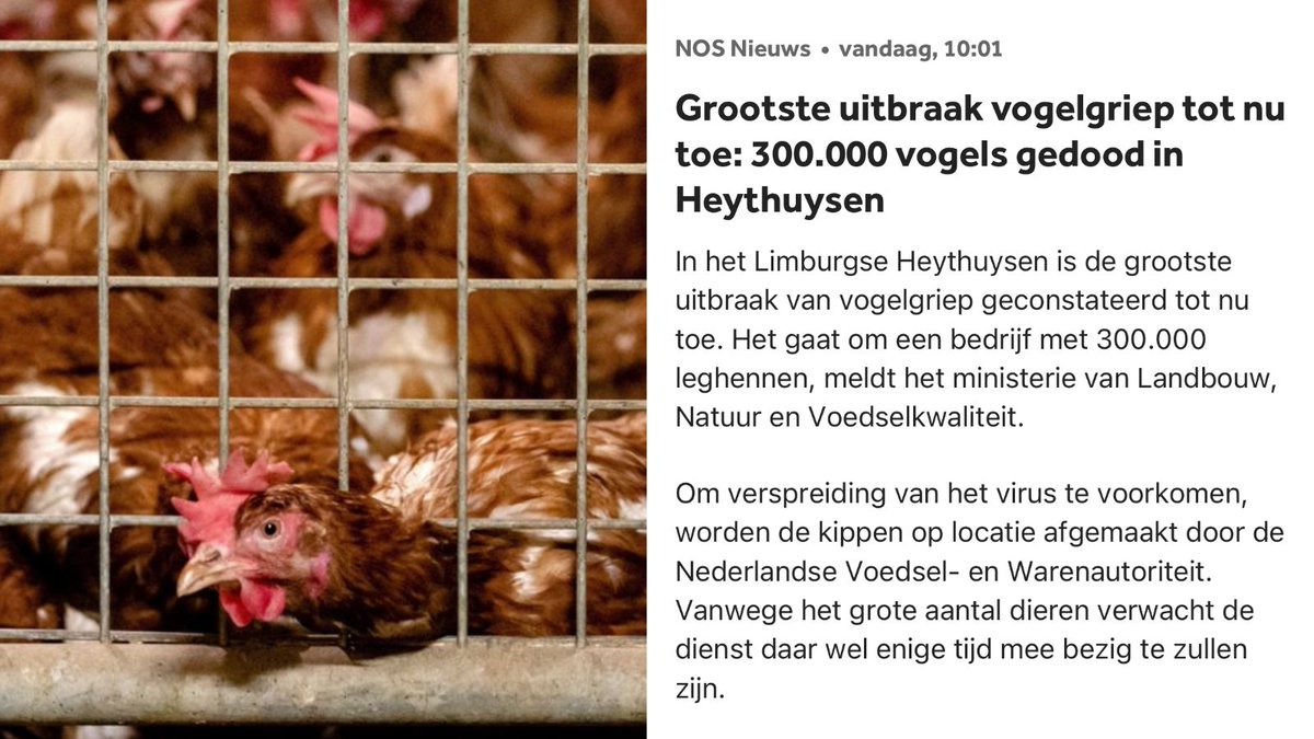 Grootste vogelgriepuitbraak ooit: 300.000 ⚠️ dieren vergast bij 1 bedrijf. Onethisch en onhoudbaar. 128 stallen in de omgeving. Nergens in EU zitten zoveel kippen, eenden en kalkoenen op elkaar gepropt. Ik vraag de minister nú te stoppen met het opnieuw vullen van stallen 🚫🐔