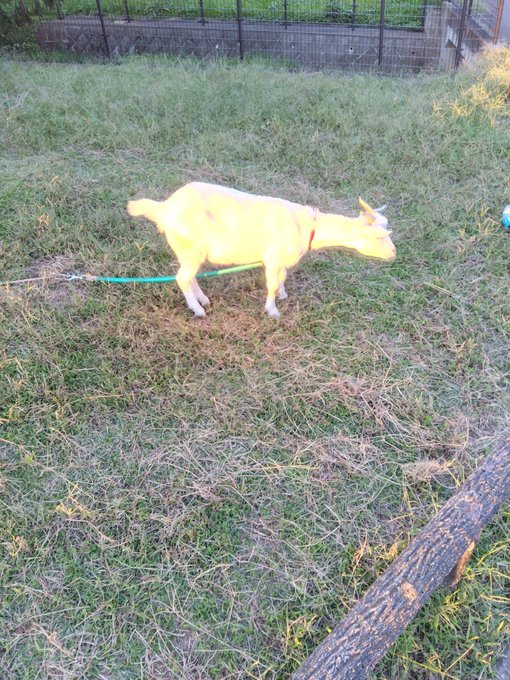 途中で俺の行く手を遮り襲いかかってきた最凶ポケモン軍団。
ヤギラシキ、連携して襲ってきたサギジャネとカモッポイ、ガマノホ 