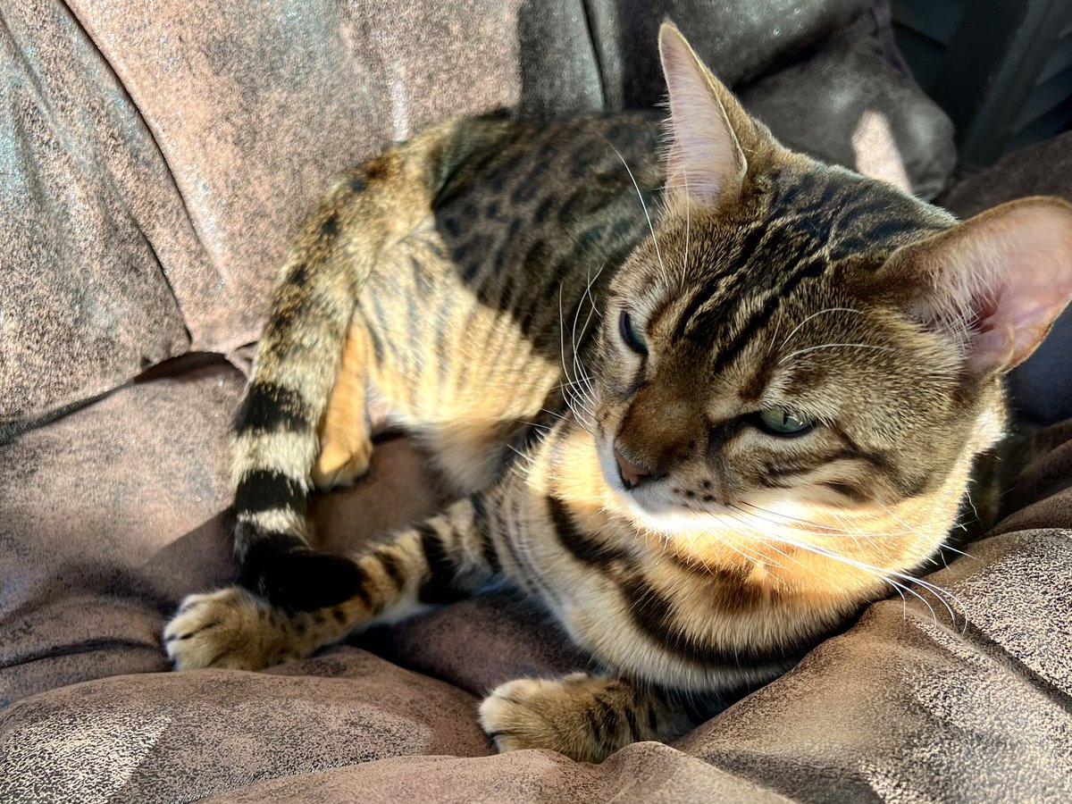 PCX125JF56_2017's tweet photo. チェア…リング…まっ、いっか〜☺️

#チェアリング
#猫の居る暮らし https://t.co/SxjSXa9MXo