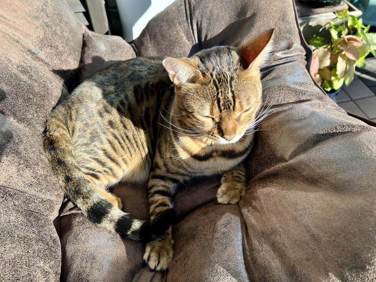 PCX125JF56_2017's tweet photo. チェア…リング…まっ、いっか〜☺️

#チェアリング
#猫の居る暮らし https://t.co/SxjSXa9MXo