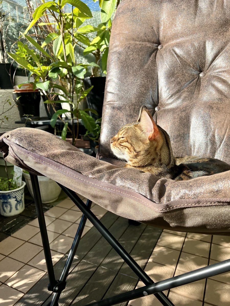 PCX125JF56_2017's tweet photo. チェア…リング…まっ、いっか〜☺️

#チェアリング
#猫の居る暮らし https://t.co/SxjSXa9MXo