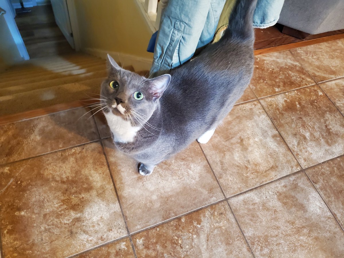 Wynter_Rogue's tweet photo. @Biskitty_Boy From left to right: Jingles, Hashtag, Dodo (first picture), Raina, Milkdud and Bella! https://t.co/iJtnAZDPzS