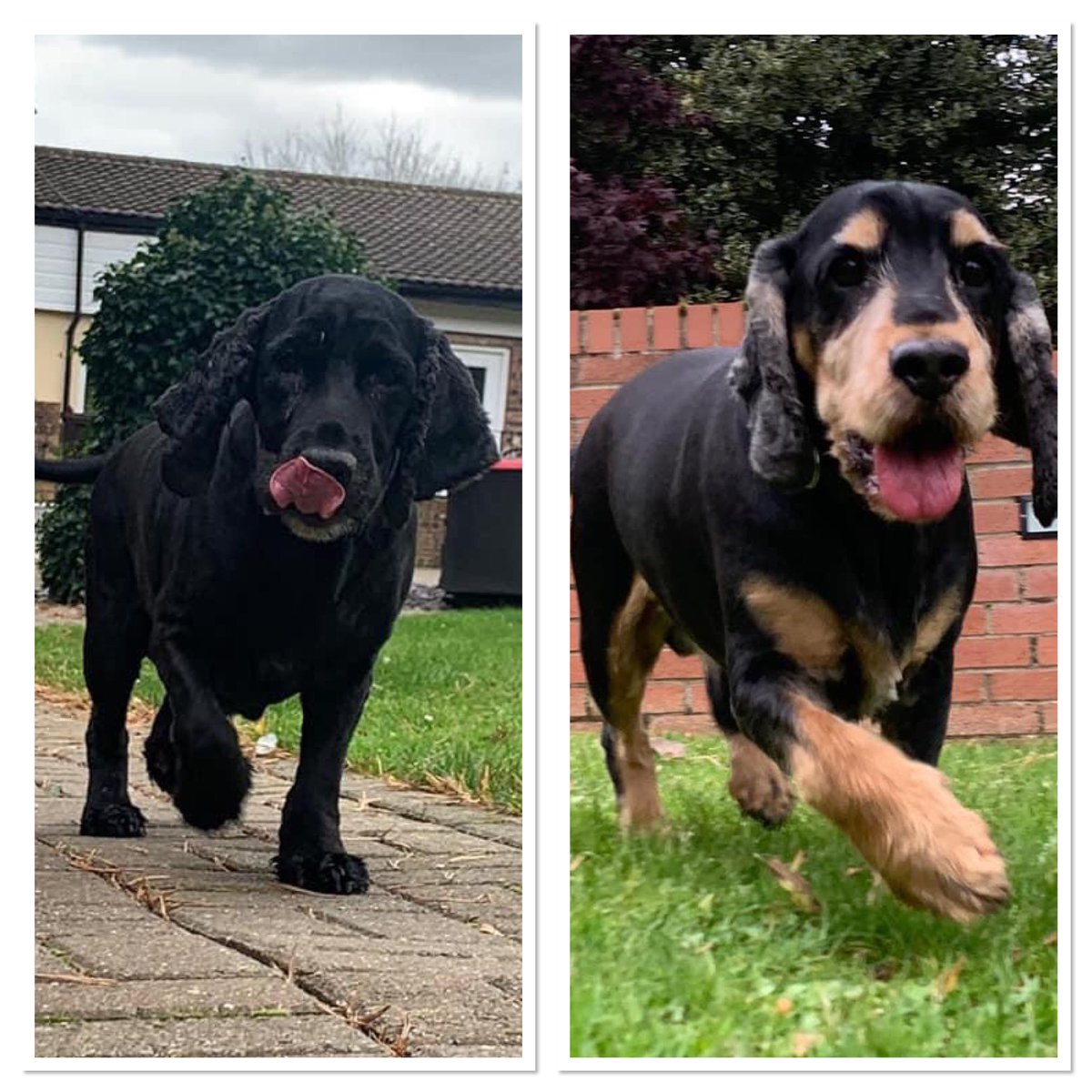 SpanielAidUK's tweet photo. URGENT FOSTER BY SUNDAY PLEASE 
JASPER AND DILLON 
These lovely boys are needing a foster home due to the sad passing of their owner. They are currently in kennels until Sunday.  They are both 7 year old cocker spaniels and sound lovely 
https://t.co/GN1Bw3WbrT https://t.co/PR6rsHBHbw