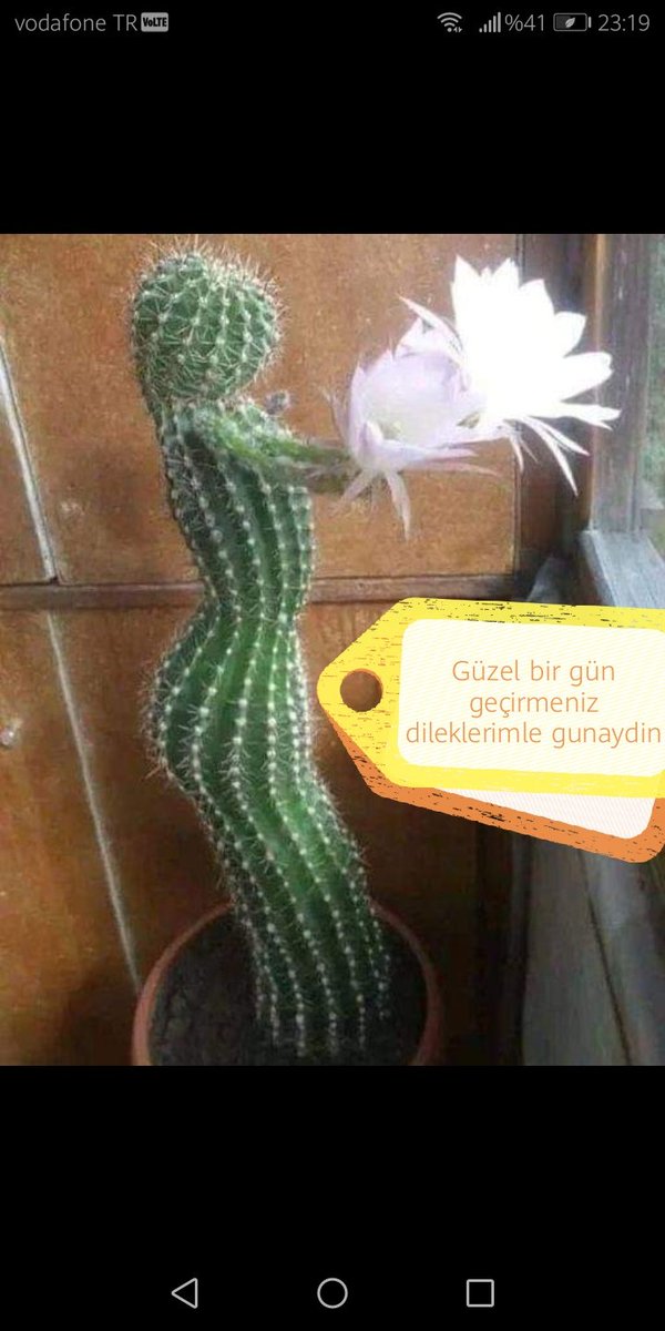 Çiçeğimin endami duruşu bir başka 💖🍬❤️