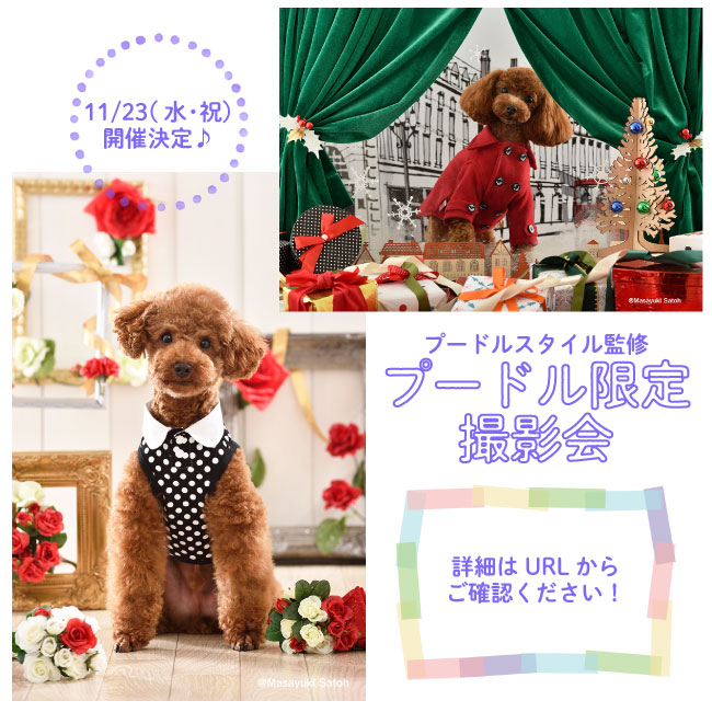 プードルスタイル公式 Poodlestyle Jp Twitter プードルスタイル公式 Poodlestyle Jp Twitter