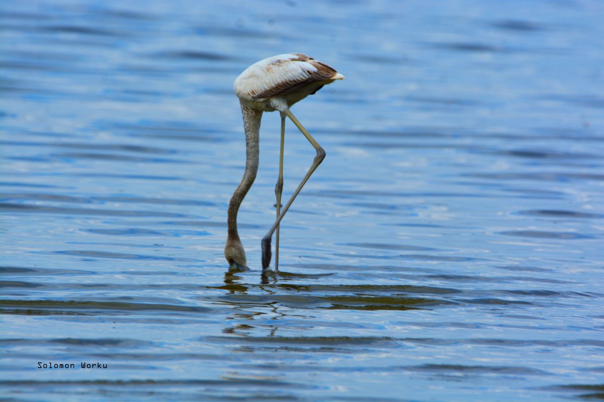 solwors's tweet photo. Flamingo,
Flamingos are filter feeders; they eat algae, small seeds, tiny crustaceans (like brine shrimp), fly larvae, and other plants.

Lake Abijata - Abijata Shalla Lakes National Park
#wildlifephotography
#birdphotography
#birdwatching https://t.co/UxmBjncxhq
