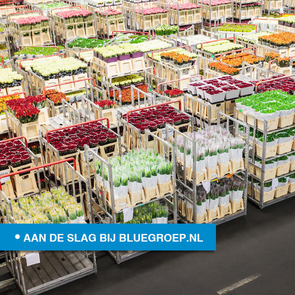 BlueGroep's tweet image. VACATURE: Flexibele orderpicker in Aalsmeer. Bekijk de #vacature op bluegroep.nl/vacatures/flex… #blue #bluegroep #Aalsmeer #werk