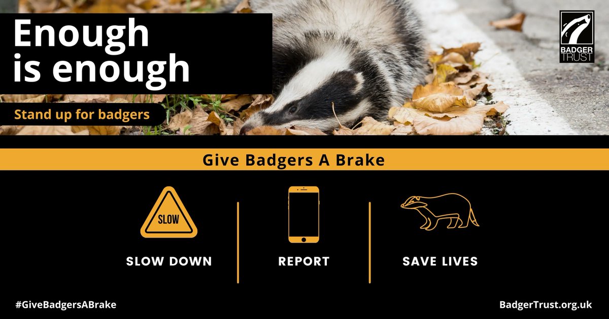 #GiveBadgersABrake this Autumn as they roam further for food and mating opportunities, by slowing down and reporting dead #badger RTCs to us online: badgertrust.org.uk/report 📱 ⚠️If the badger is alive, contact your local badger group or vet for immediate help first⚠️