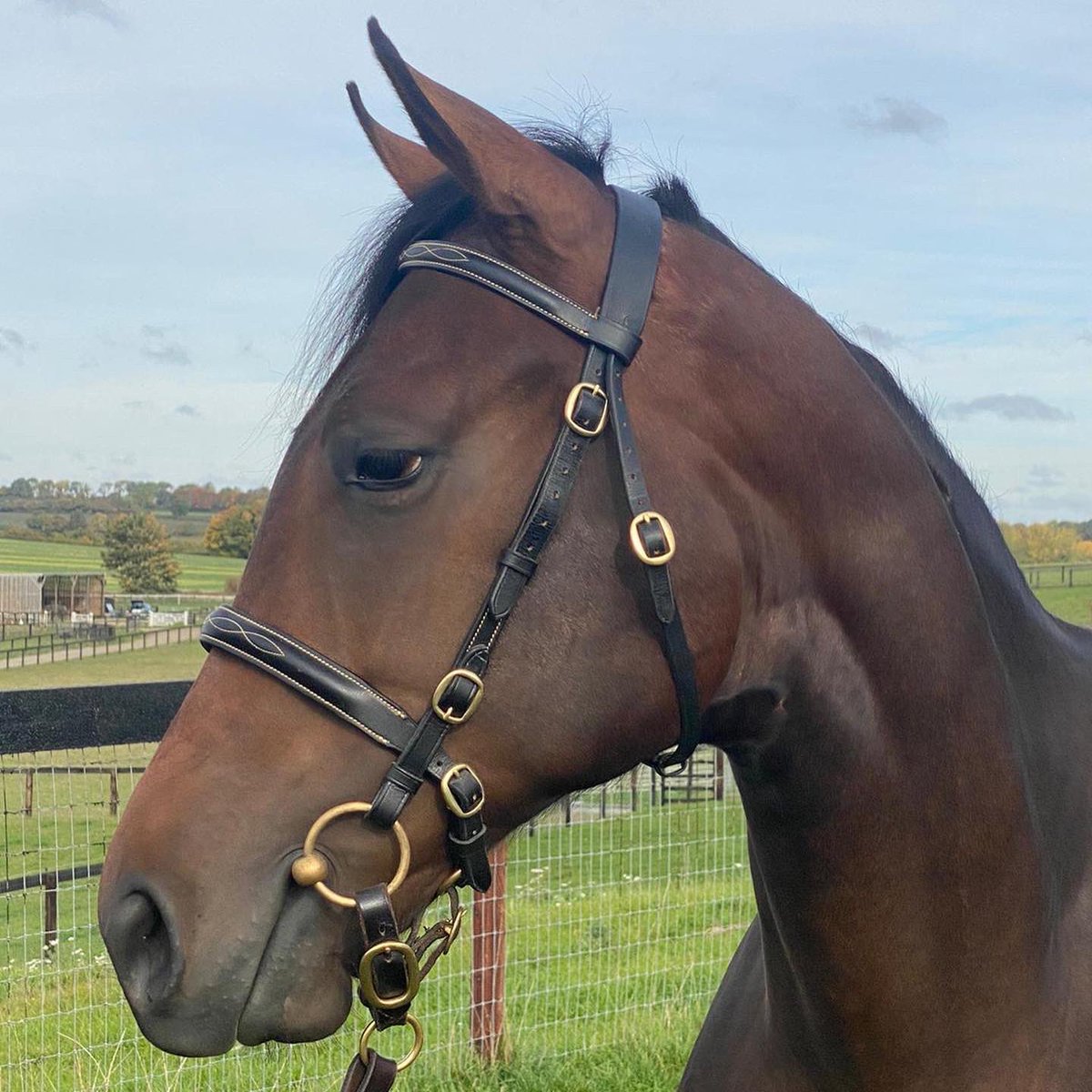 A great morning watching some of our yearlings we bought learning the trade at @vicarage_farm & @MorganEvansEqu. We are very excited about the season ahead after a great 2022! 

#ChelseaThoroughbreds #OliverBrown #Yearlings