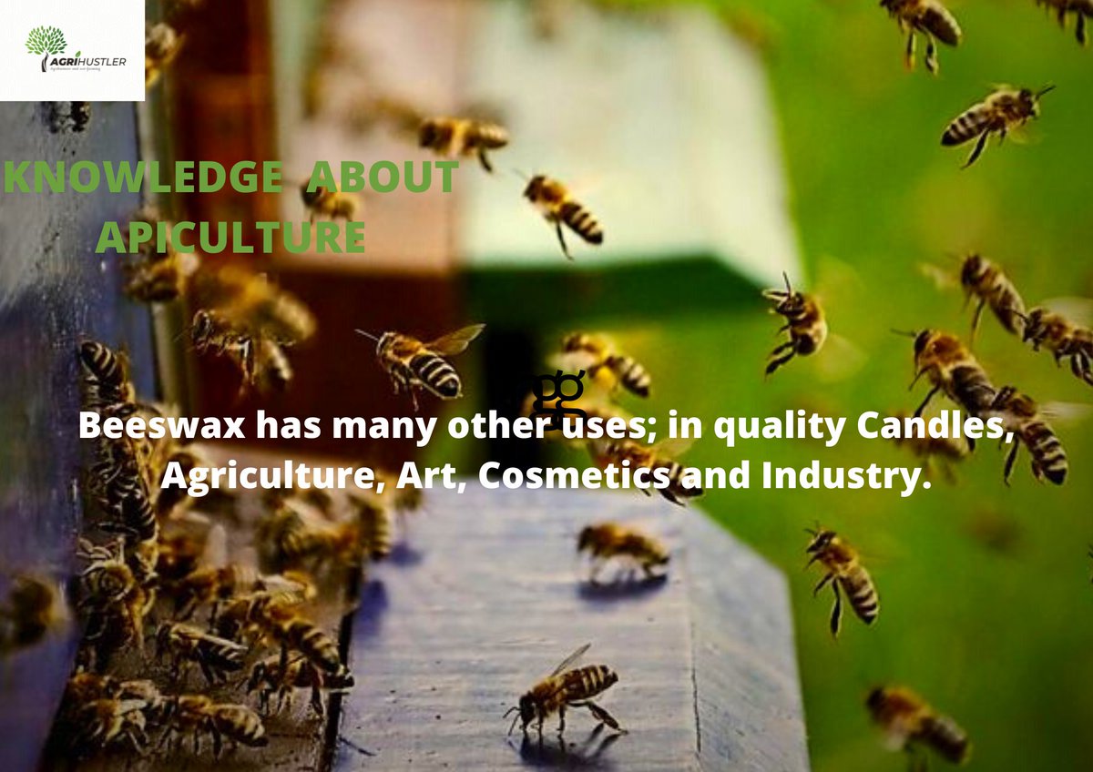 #Someinsights about bees and it's benefits.

#Beekeeping 
#WFP 
#FAO