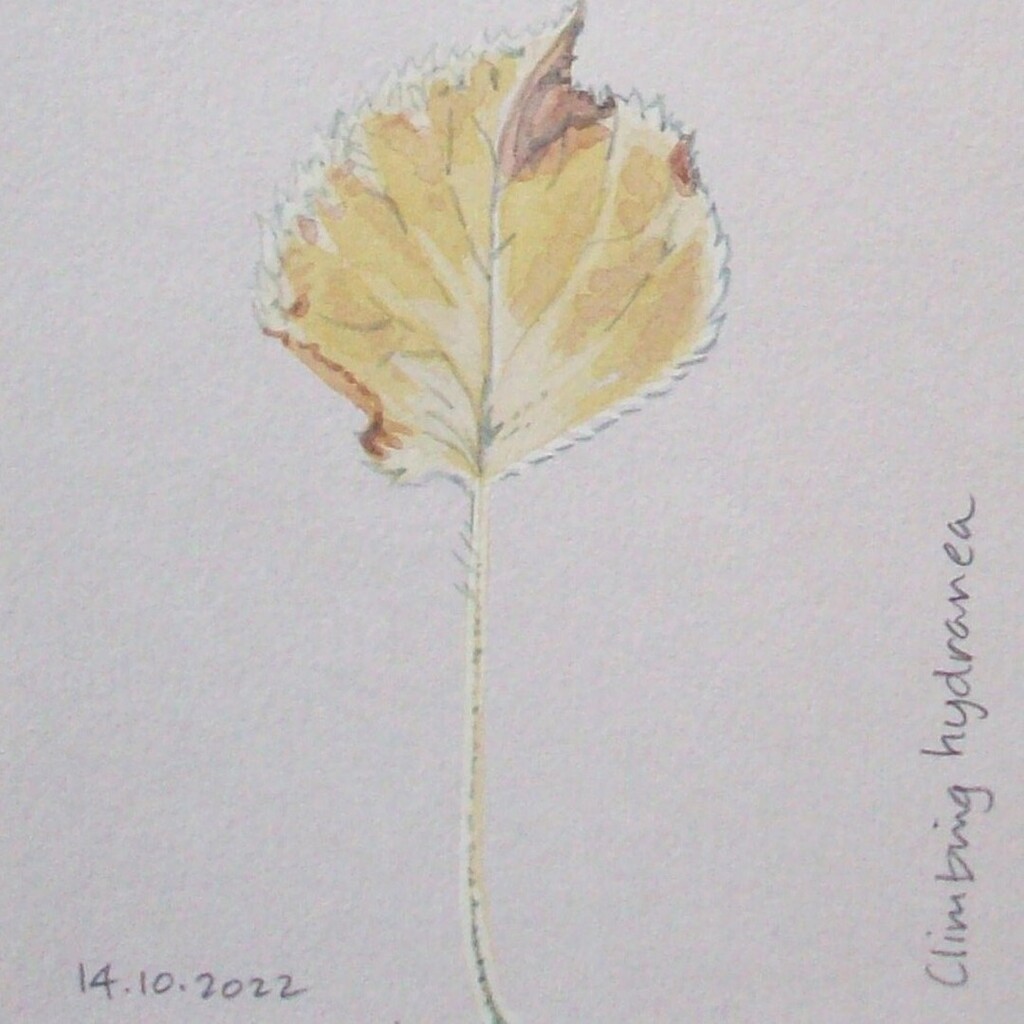 KateWhapham's tweet photo. Day fourteen - delicate colour of our climbing hydrangea.
#leafoctober #octoberleaf #art #artoninstagram #autumn #autumn2022 #colour #hydrangea #watercolour #sketch #sketchaday https://t.co/Bi7T5luC0h https://t.co/vMupYSrR8i
