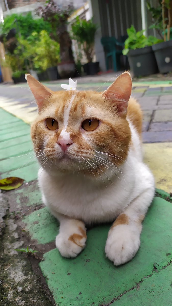 🐈‍⬛ dekk... abang udah di depan rumah bawa setangkai bunga untukmu🌼