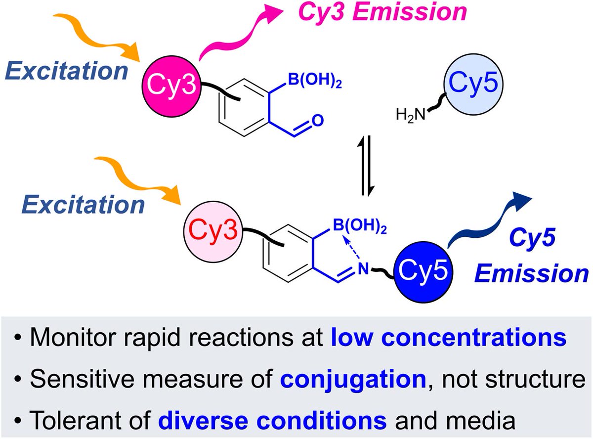 ChemicalScience's tweet photo. 🚨 Christopher D. Spicer et al. (@spicerlab) have recently published a new article! 🚨

Insight into ortho-boronoaldehyde conjugation via a FRET-based reporter assay.

READ NOW: https://t.co/wsOb25Suqt🔗 https://t.co/ptgzris9SZ