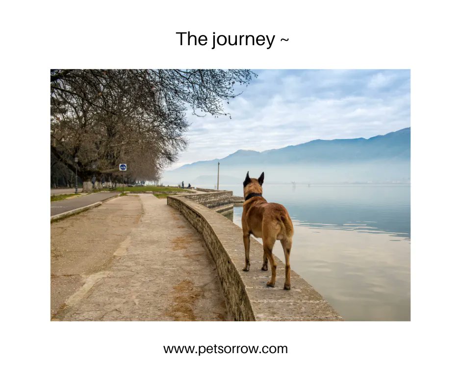 It's your road, and your alone, others may walk it with you, but no one can walk it for you ~ Rumi 🦋

#petlossgrief #healingsolutionsforpetloss #griefandloss