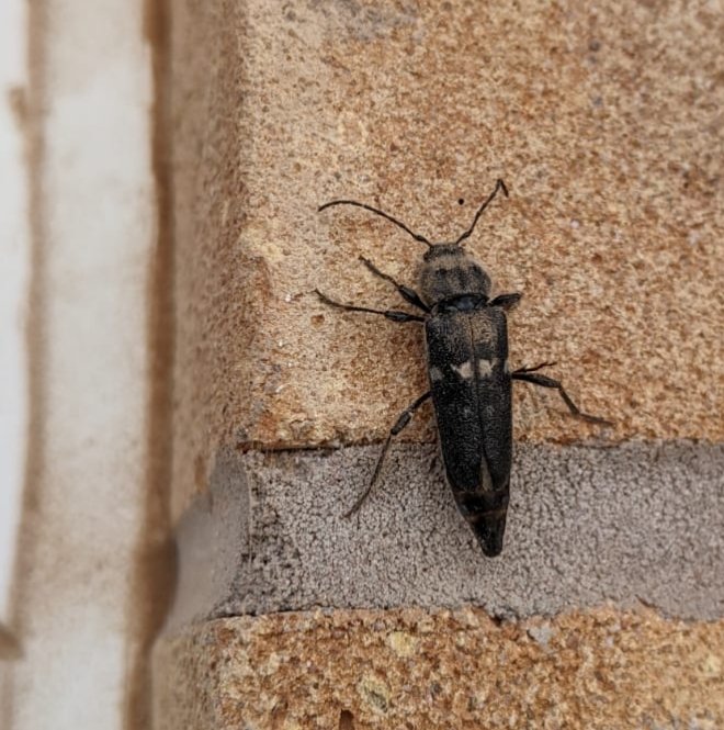 TBeetles's tweet photo. Nottinghamshire new build looking rather attractive for Hylotrupes bajulus, the Old House Borer, should be New House Borer. @NLonghornRS @ColSocBI #Cerambycidae. https://t.co/hLAbfIPxwo