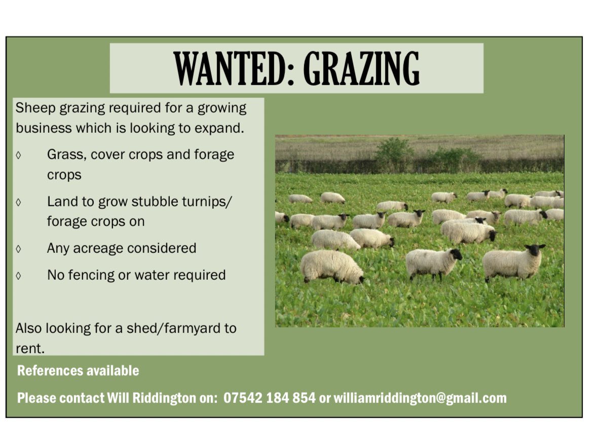 WRiddington's tweet photo. WANTED: 
Sheep grazing required for my growing business which is looking to expand 
Grassland, cover crops, roots, GS4.
Fully shepherded and all responsibilities handled by myself 
References available. Please RT
#Regenerativeagriculture 
#goldenhoof 
#carbondating
#mixedfarming https://t.co/aByMccJFKs