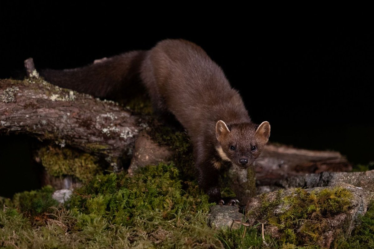 Ardtornish tweet media