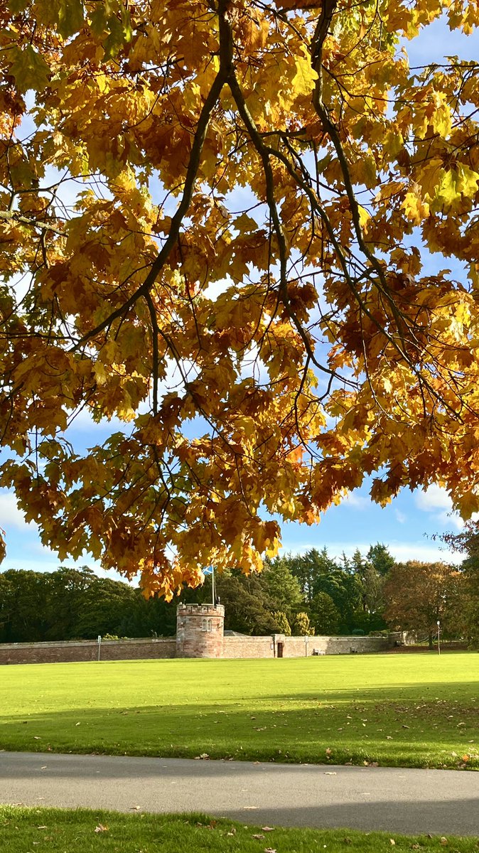 ShotsBug's tweet photo. @VisitScotland Vibrant autumn colour on this tree in Dirleton https://t.co/KBHlvR9ztc