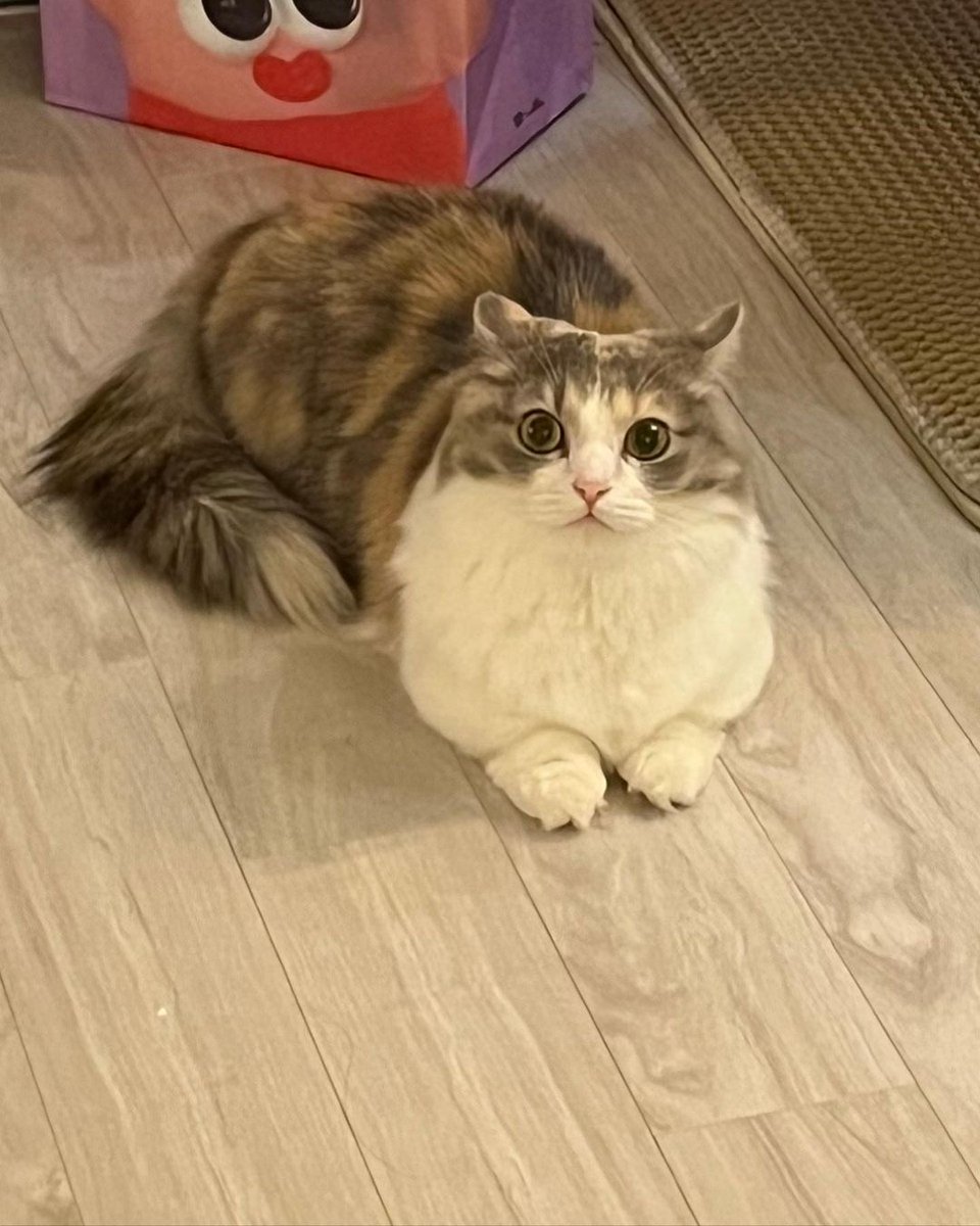 친구네 고얌미 너무귀여워ㅠㅠㅠ