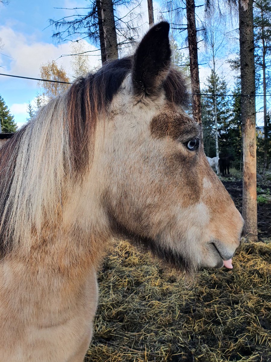 Uskollinen ystävä 🥰 Tammikuussa 27 vuotta täyttävä rakas heppamummeli 
#issikat #icelandichorses #myrnamummo #tädinkuljetin
