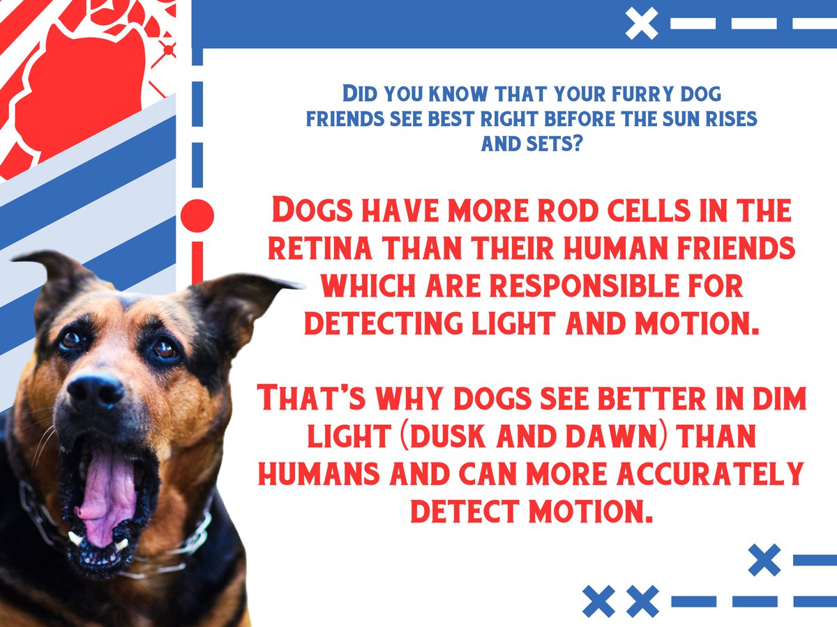 Is that so?😲

What would you do if you have the same eyes as your furry friend?  🤔

NFT x Community x Charity
#WoofTriviaThursday  #AspinUniversity